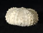 Coelopleurus coronalis (LESKE 1778) - Bild © FossNet FossilienStore